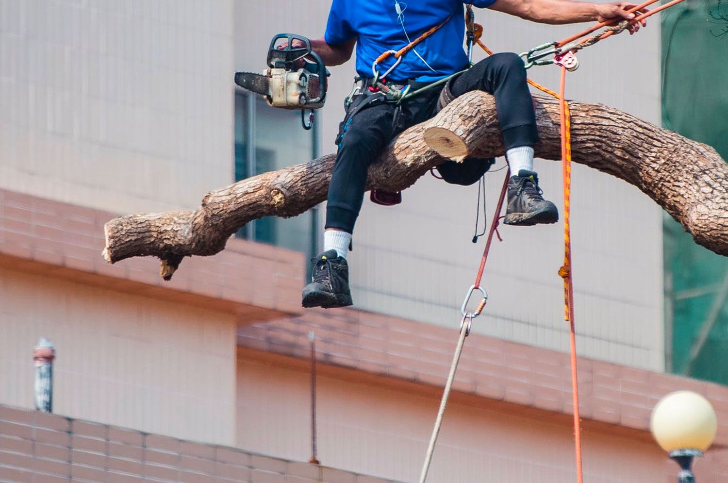 Tree Trimming tree-trimming